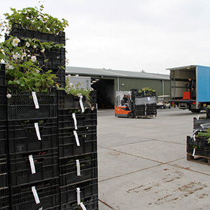 Loading pallets with plants onto the truck