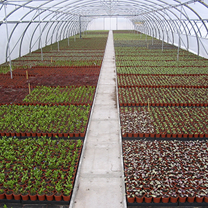 planting tunnel with pots in trays